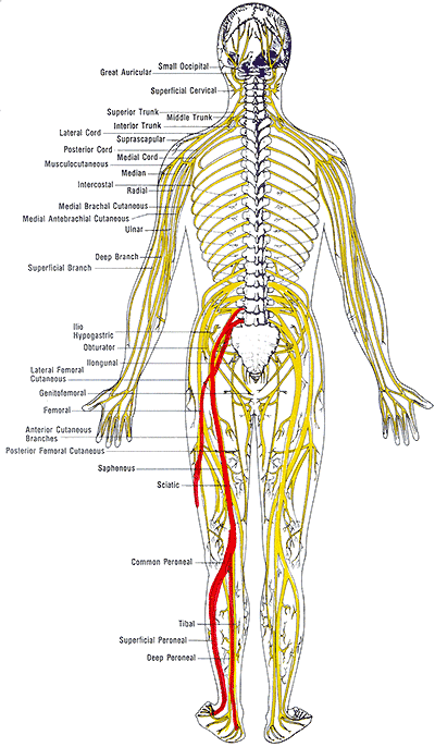 low-back-pain-sciatica.gif