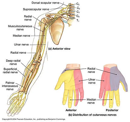 Arm Shoulder Pain Dr. Mike Snyder D.C. Gonstead Chiropractor Laser Therapy