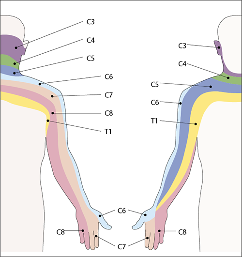 ebook handbuch der normalen und pathologischen physiologie fortpflanzung entwicklung