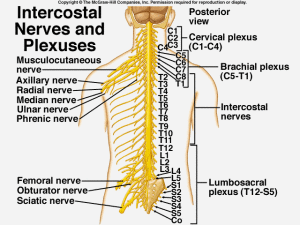 Intercostal Nerves